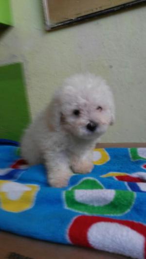 Bichon Frise