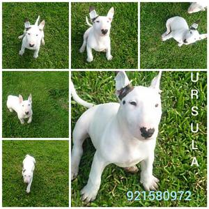 Bull Terrier Cachorra, Pedigri Plata