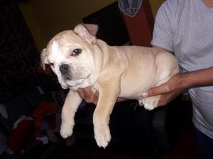 Bulldog Ingles