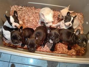 Bulldog francs en venta