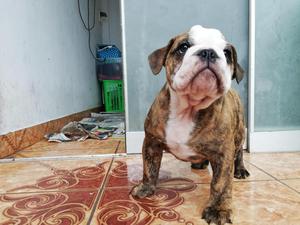 Bulldog ingls cachorros