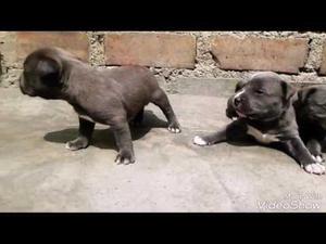 Bully Blue x Pitbull Red Nose