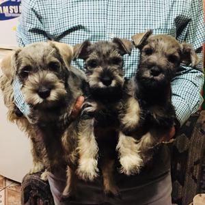 Cachorra Schnauzer hembra