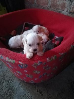 Cachorros Bichon Maltés en Venta