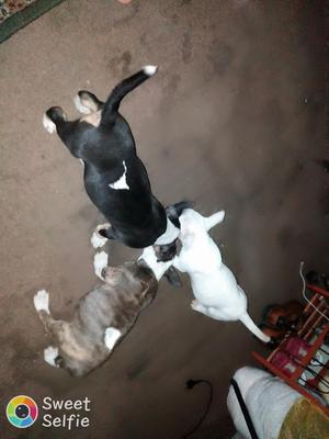 Cachorros Bull Terrier con Pedigri