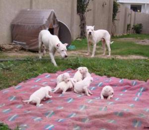 Cachorros Dogo Argentino