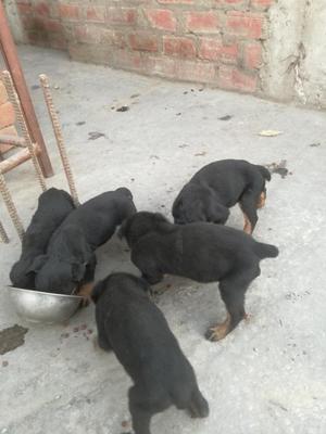 Cachorros Rottweiler, Llamar 