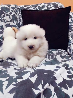 Cachorros Samoyedo. en Venta