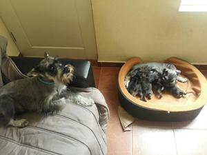 Cachorros Schnauzer Miniatura