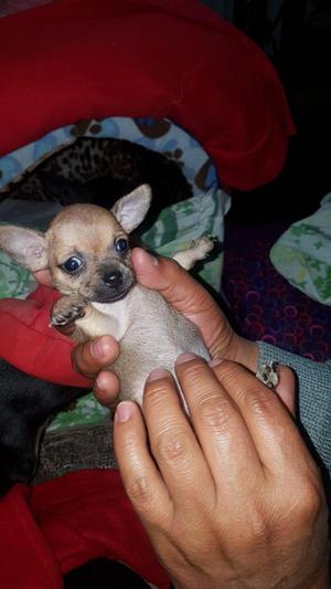 Chihuahua