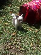Chihuahua cruce con Pekines blancos y marrones