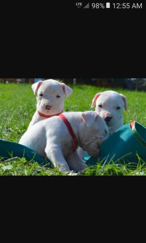 Dogo Argentino