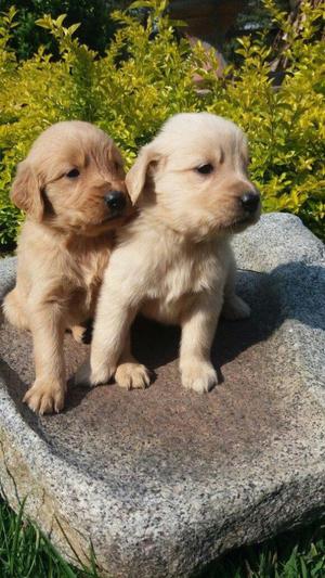 GOLDEN RETRIEVER MIS CACHORROS OFREZCO