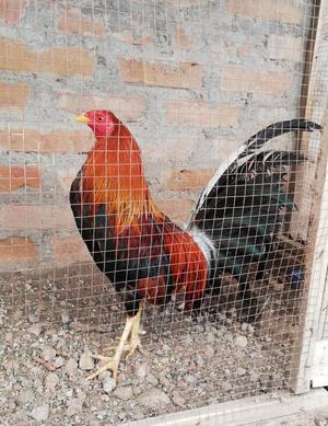 Gallo