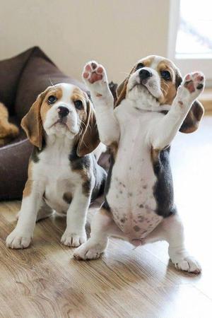 Hermosos beagles tricolor, vacunados y desparacitados remato