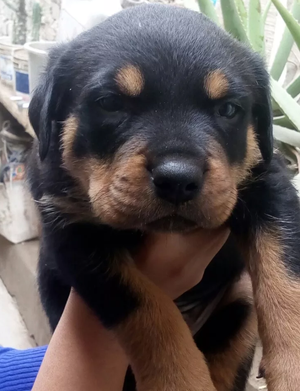 Hermosos cachorros rotwailer