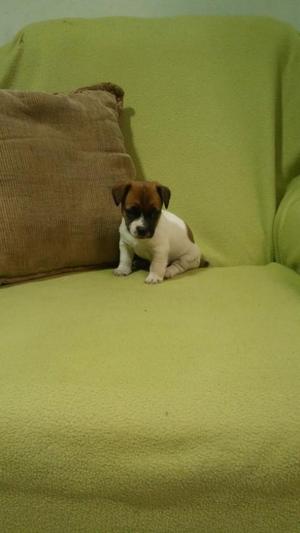 Jack Russell Kcp