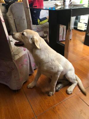 Labrador Hermosa Cachorra Venta por Viaj