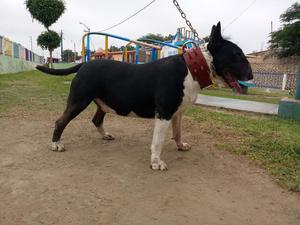 Monta Bull Terrier