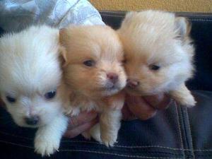 POMERANIOA HEMBRITAS Y MACHITOS CACHORRITOS OFREZCO