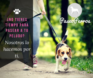 PaseoPerros