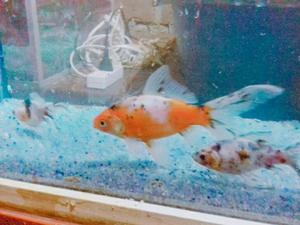 Peces Goldfish Shubunkin