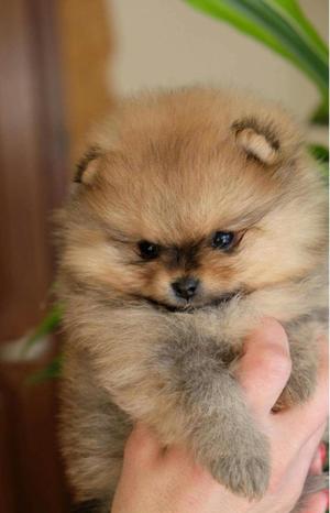 Pomerania Lulu