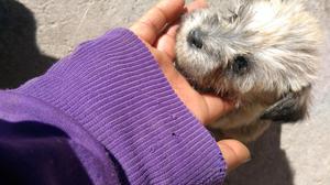 Schnauzer Plata en Venta