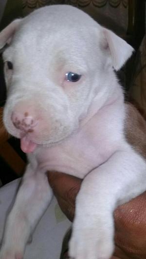 Se Vende Cachorro Pitbull