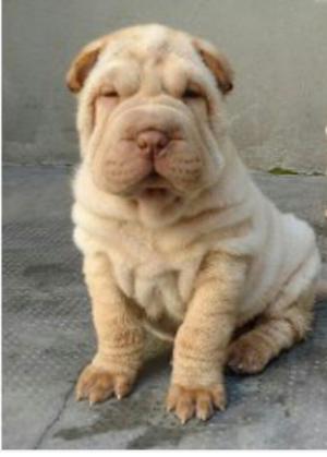 Sharpei