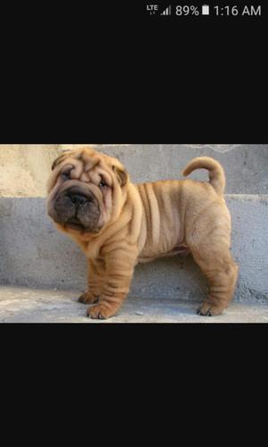 Sharpei