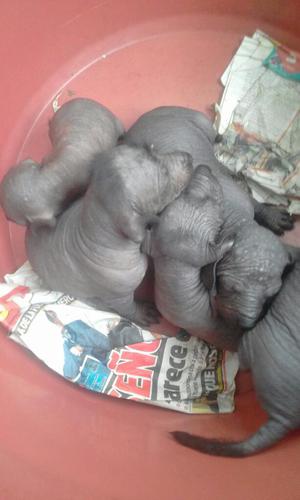 Tengo 5 Perros de Raza Peruana