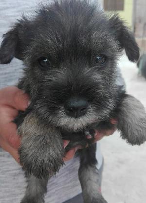 Vendo Cachorros Schnauzer