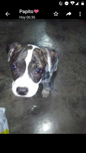 Vendo Perrito a S/.30