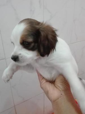 Vendo cachorro hembra cruce cocker y shitzu