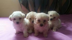 Vendo con Pena Mis Poodle Toy