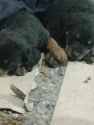 Vendor cachorros rottweiler 