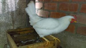 Venta Gallina Lerghorn