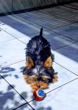 Yorkshire Terrier Miraflores