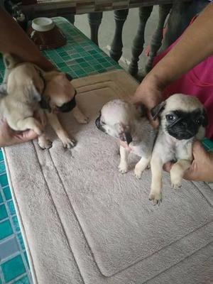 cachorros pug lindos bebes