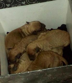 Adopta a un cachoroo