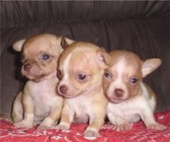 CHIHUAHUA HERMOSOS RAZITA TOY CABEZITA DE MANZANA