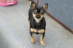 Cachorro Chihuahua