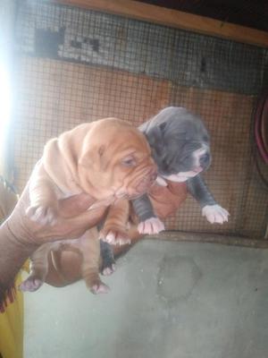 Cachorros Fusion