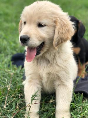 Cachorros Golden Retriever