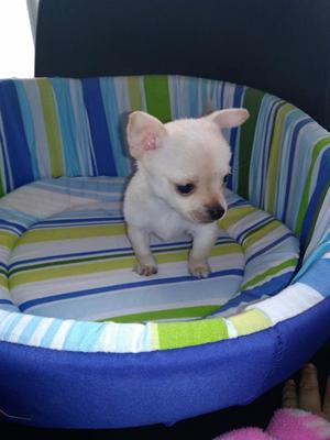 Chihuahua Cachorros