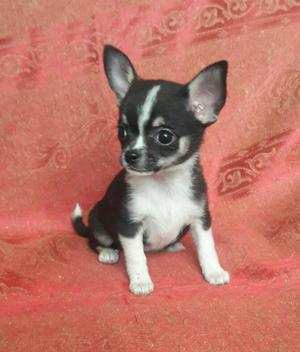 Chihuahua Hembra de 2 Meses 25 Dias