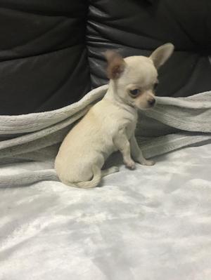 Chihuahua Hembrita