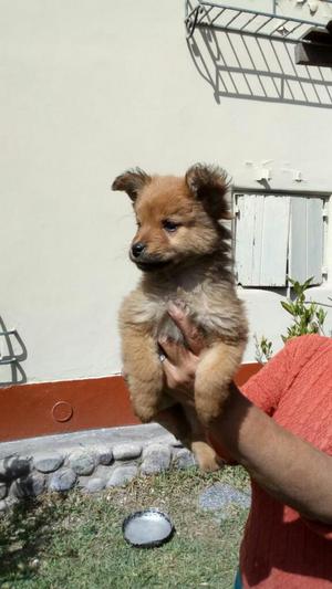 Doy en Adopciòn Lindos Cachorritos