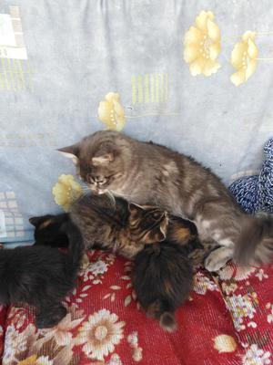 Doy en Adopción Tres Gatitos